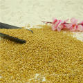 Новый урожай 2012,хорошо выбрать клеевой белый метла кукурузы просо